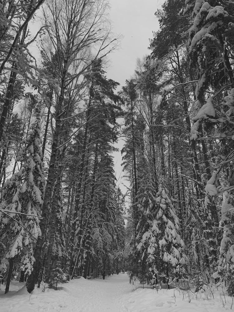 Winter forest