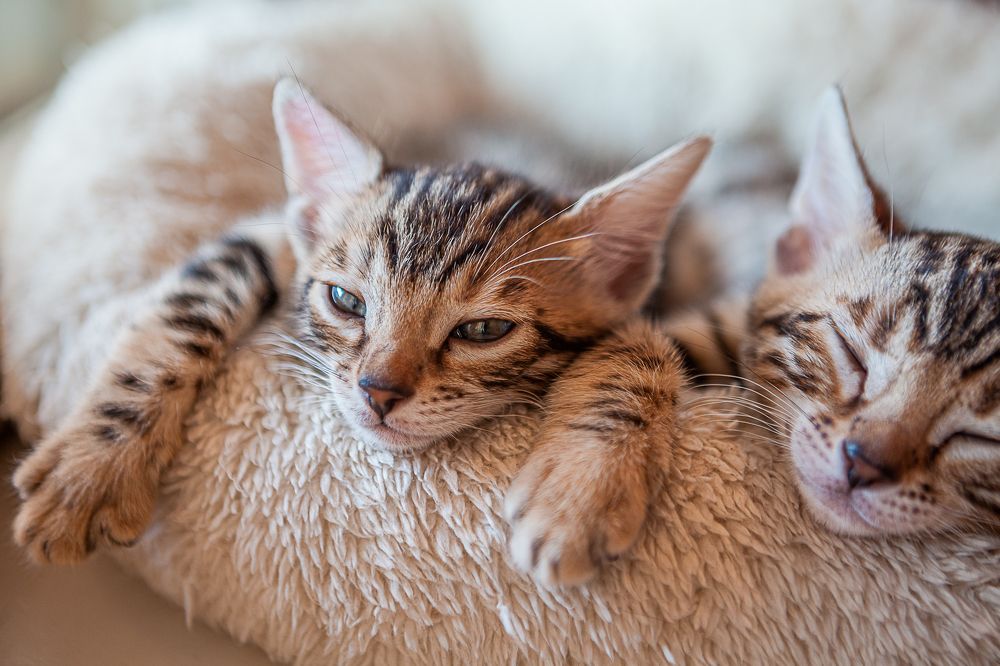 Photograph by Швило Светлана