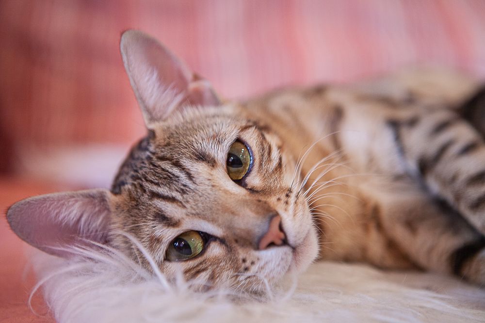 Photograph by Швило Светлана