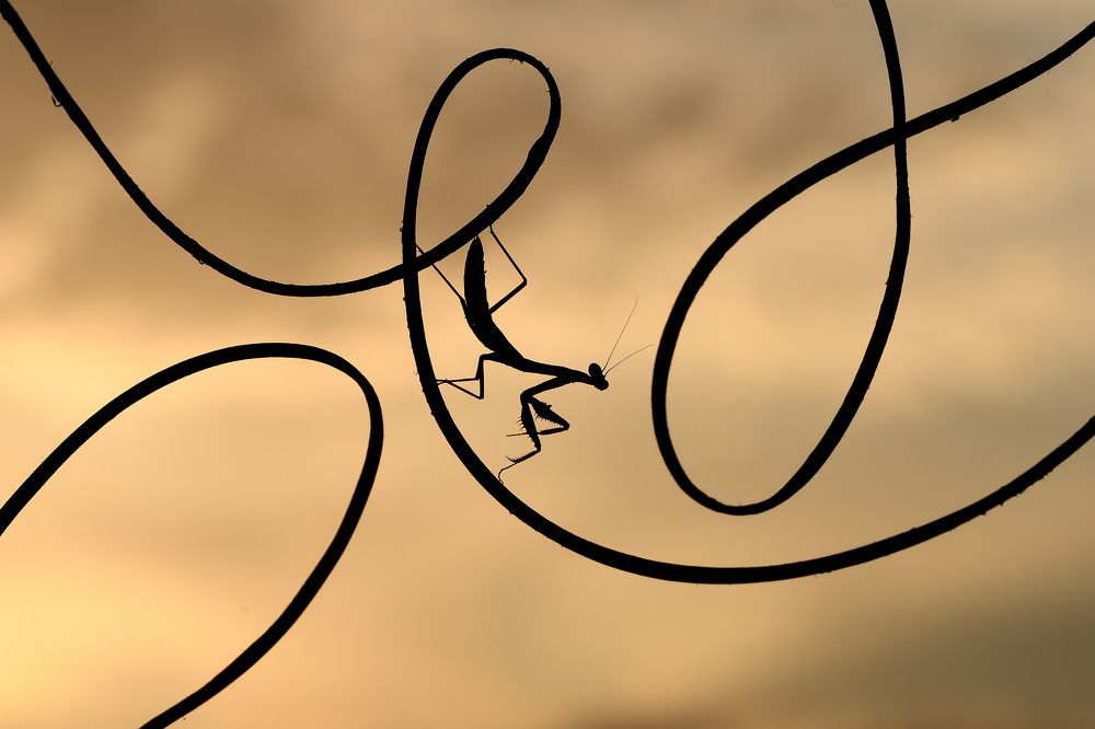 Under the stormy light