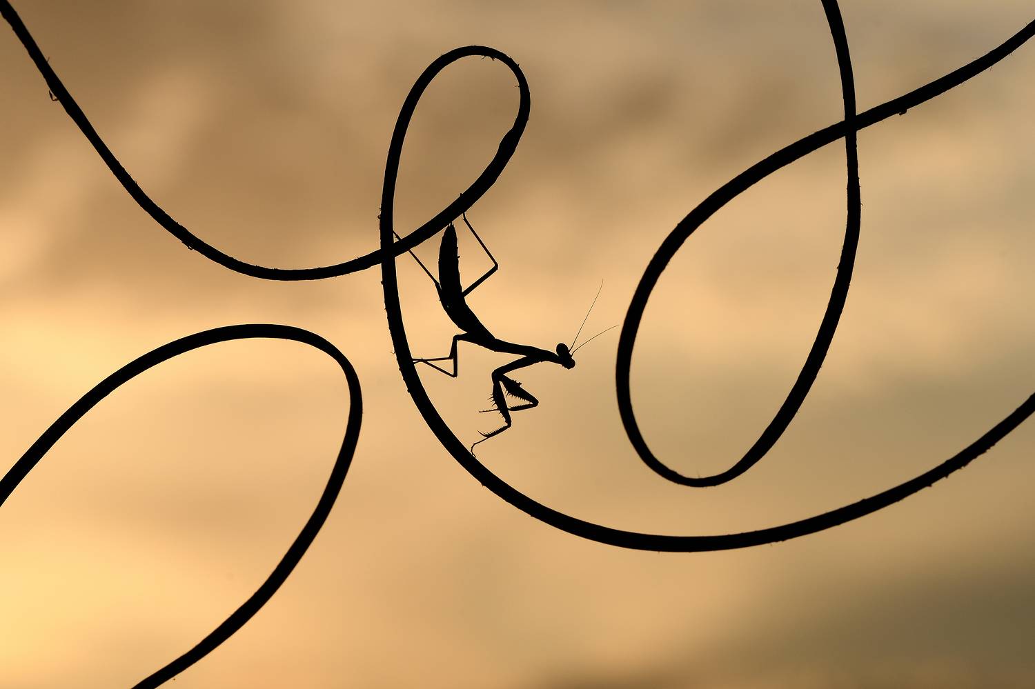 Under the stormy light