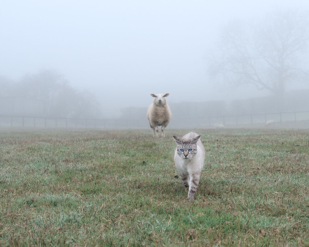 Cat and sheep
