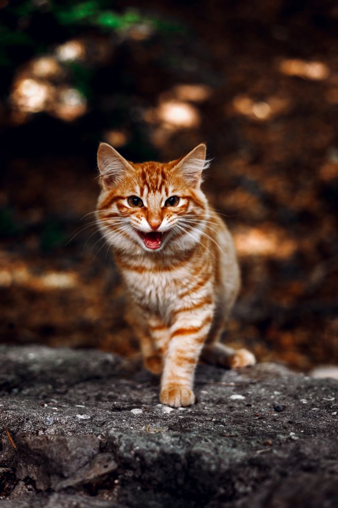 Photograph by Роман Крутов