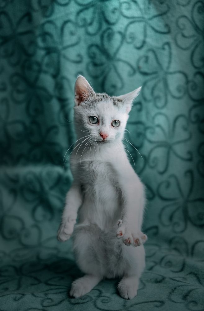 Photograph by irina sherry