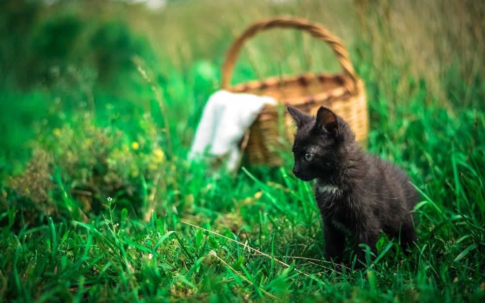 Photograph by irina sherry