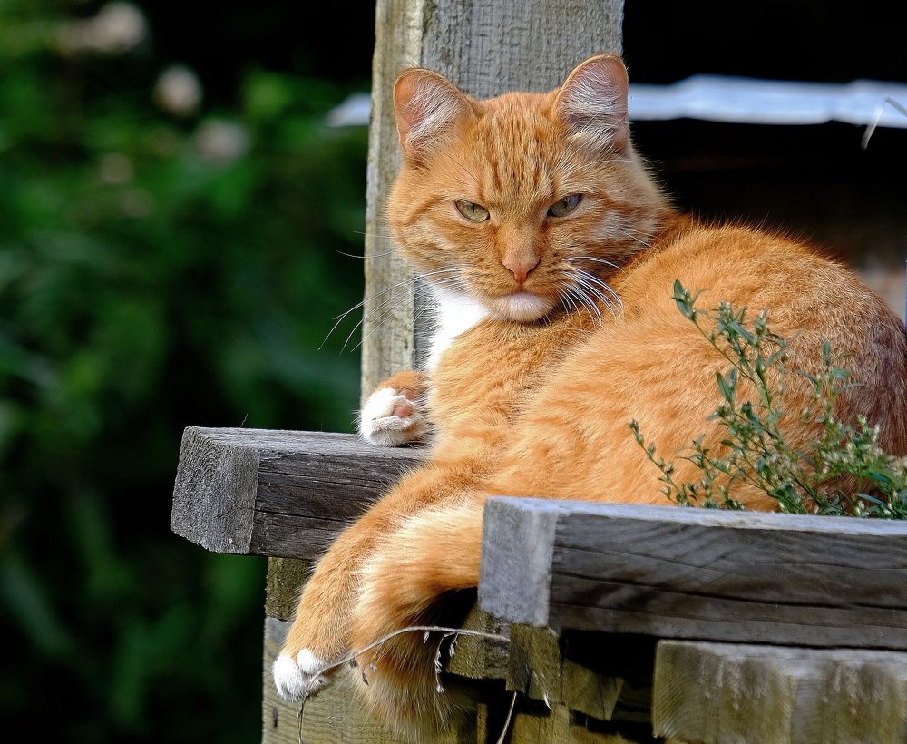 Photograph by Светлана Юрьевна Елагина