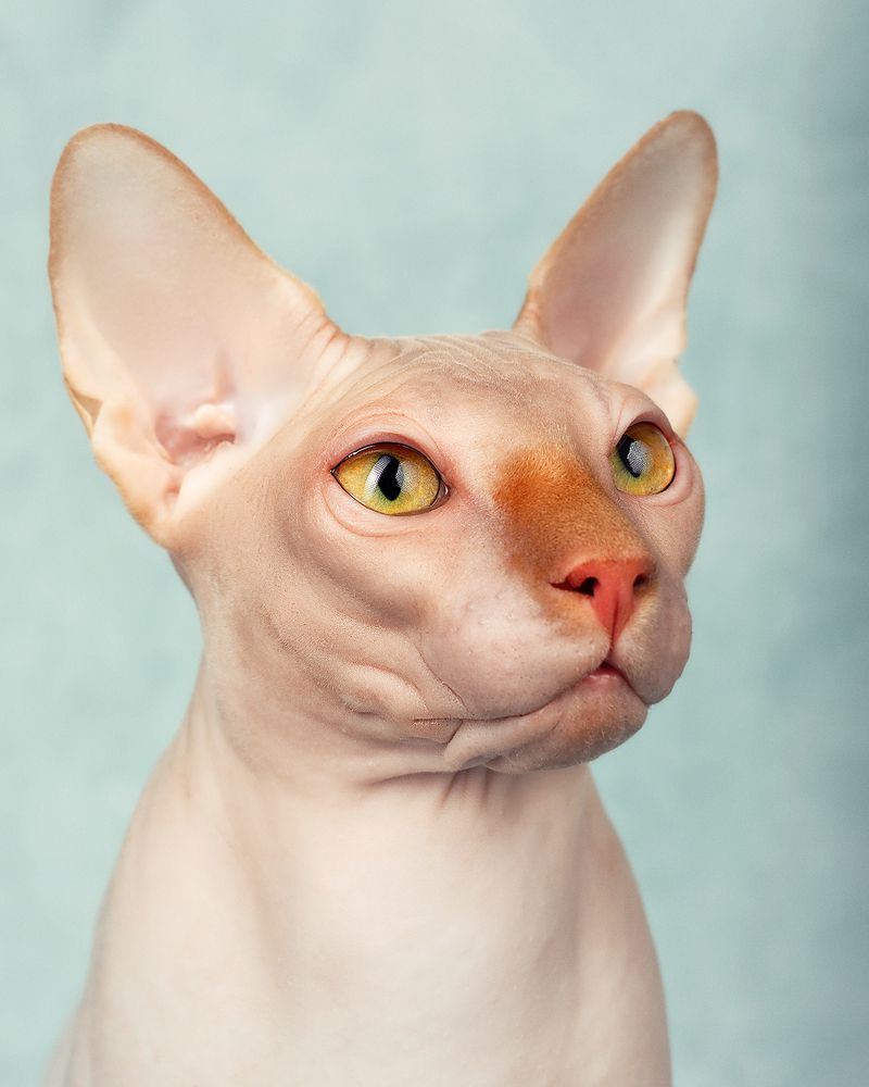 Photograph by PAPKIAURI TORNIKE