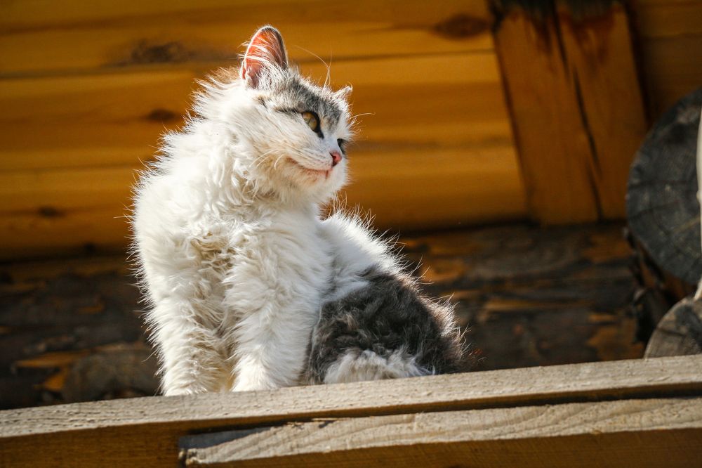 Photograph by Алексей Сентюрин