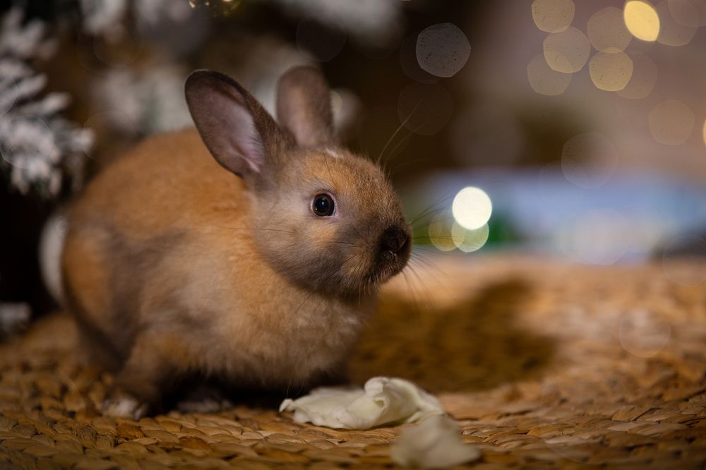 Photograph by Виктория Горловецки