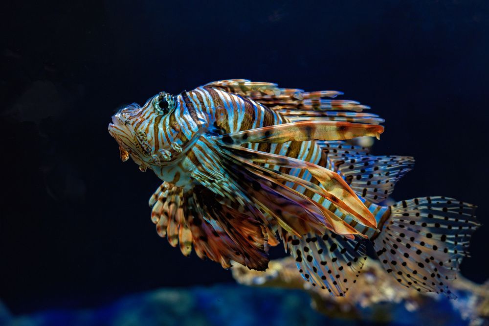 Photograph by Albert Zhager