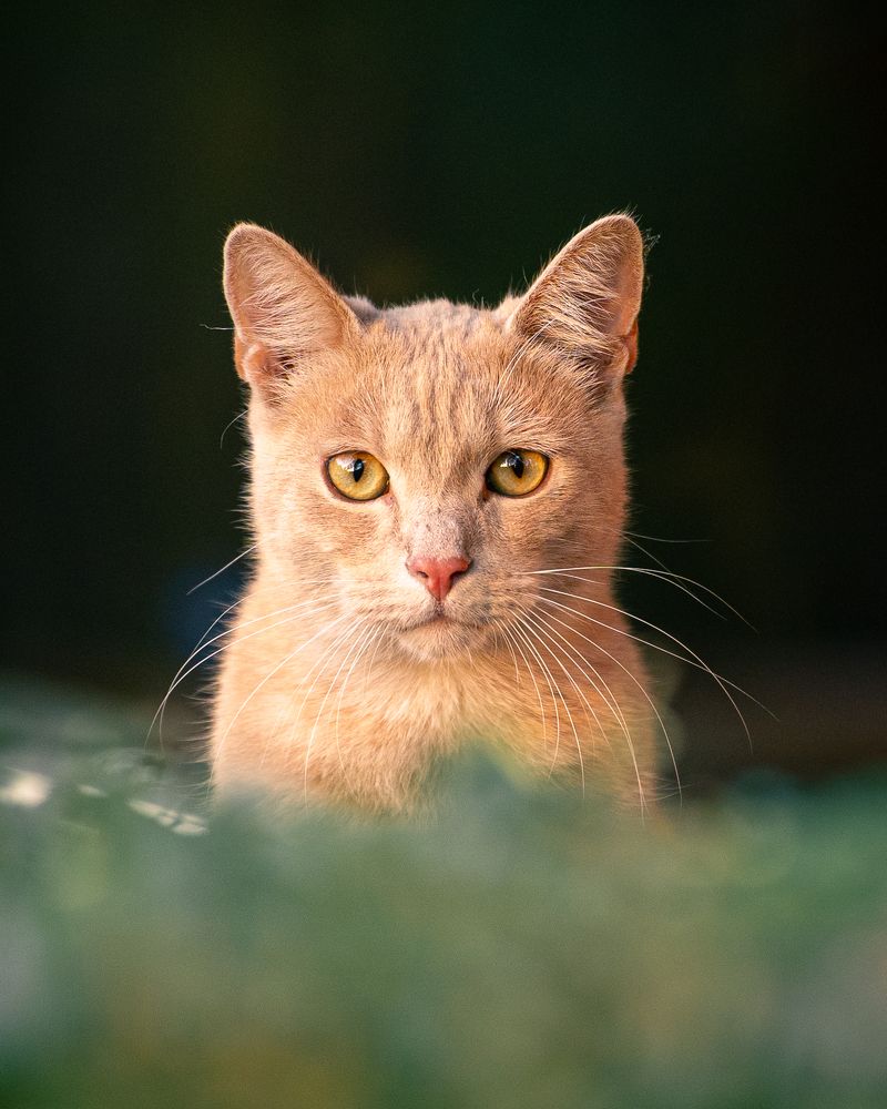 Фотография автора Krisztián Csalami