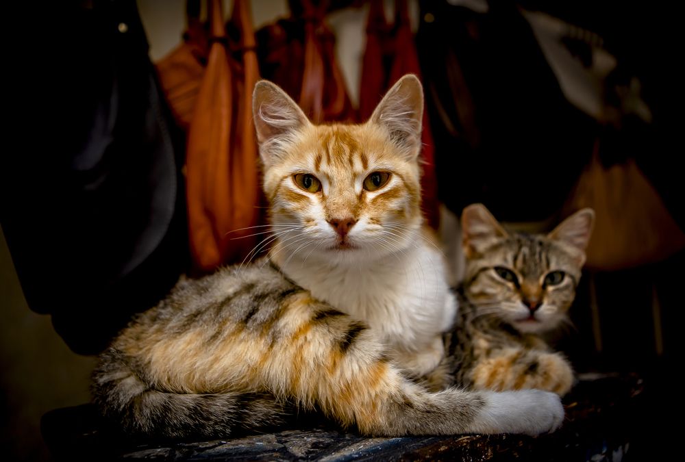 Photograph by Katja Sen