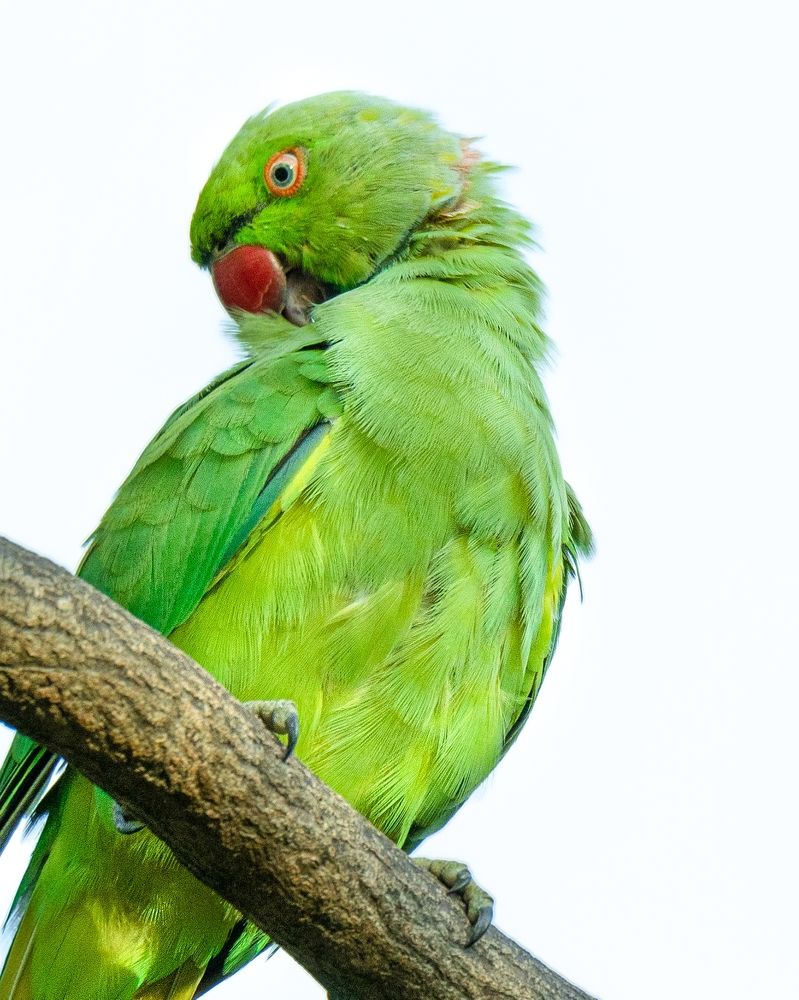 Photograph by Mohamed Raseem