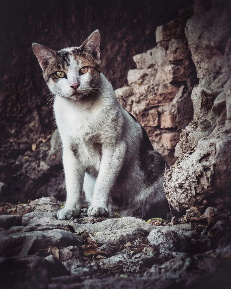 Photograph by Farid Ashtin