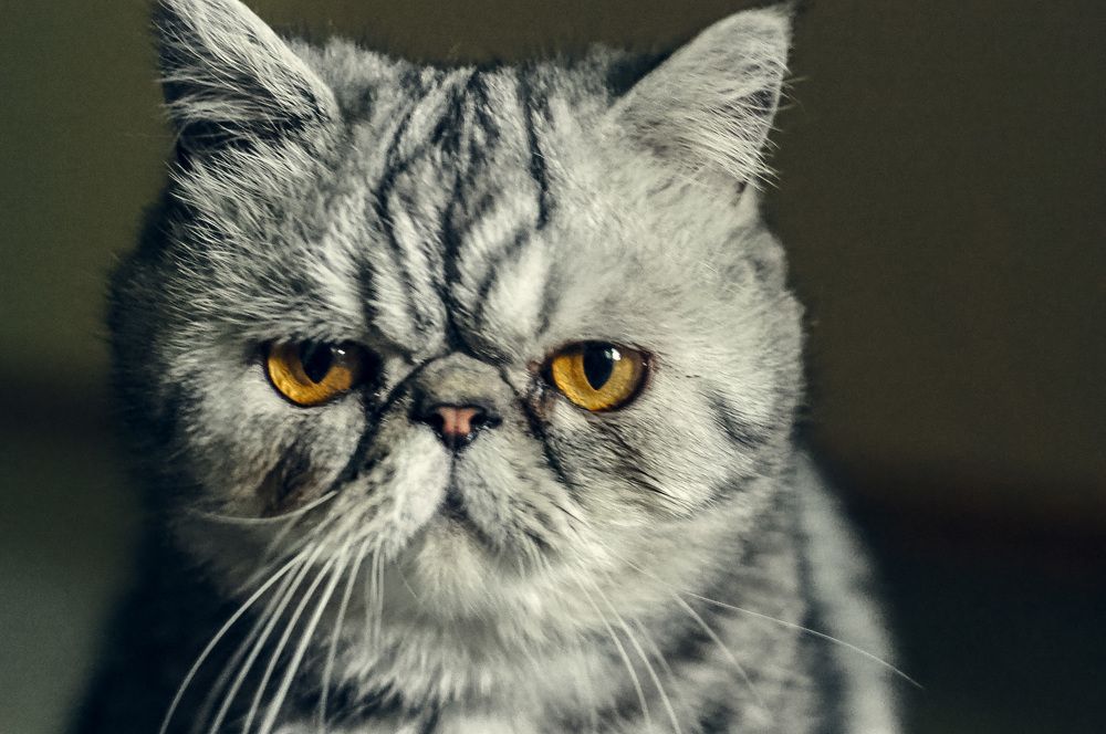 Photograph by Татьяна Шевченко