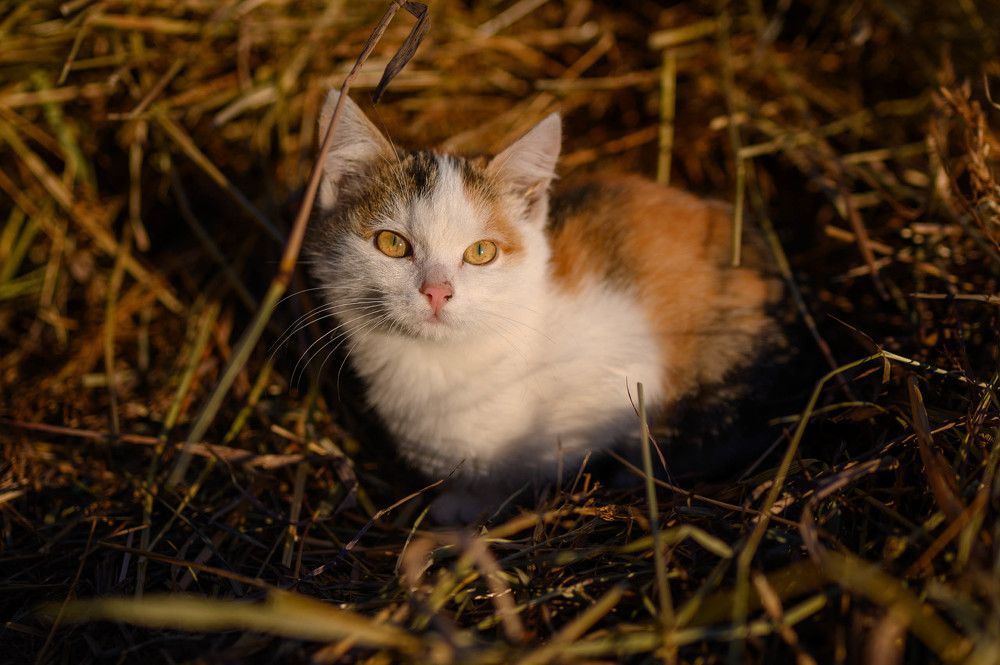 Фотография автора Мигунов Даниил