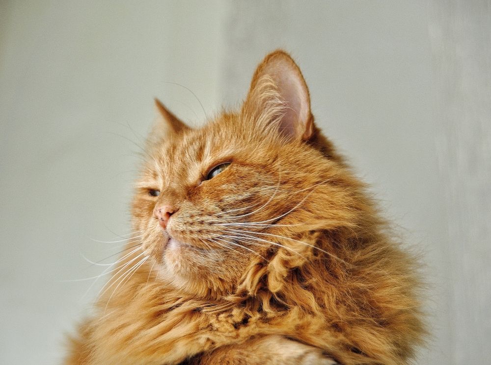 Царь - просто Царь!