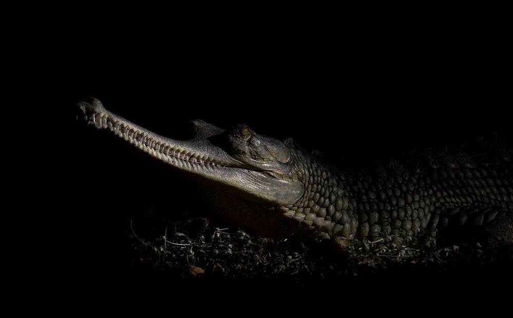 Фотография автора Naveen Viswanath