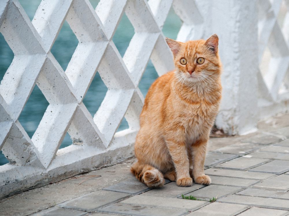 Фотография автора Мигунов Даниил