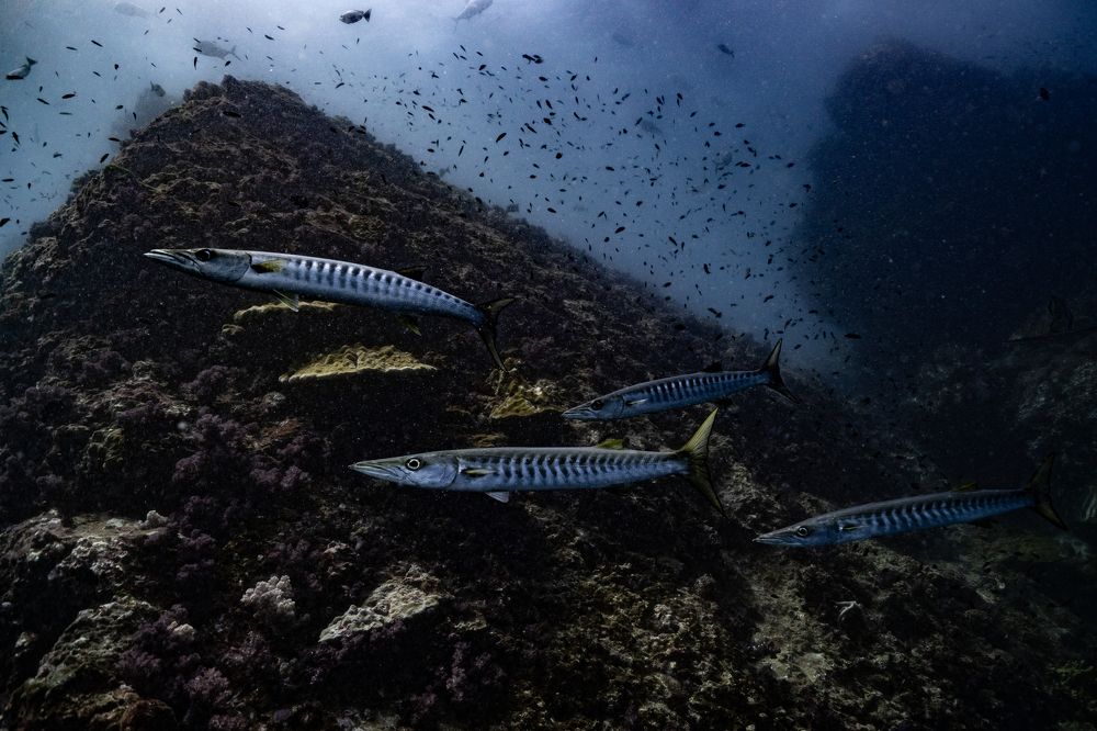 Photograph by Дмитрий Плотников