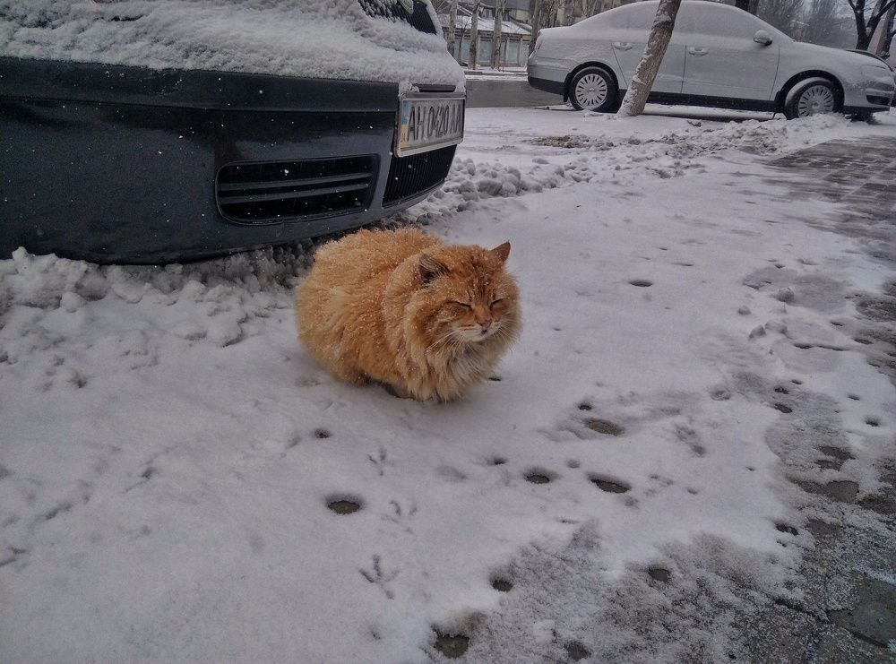 Фотография автора Анна