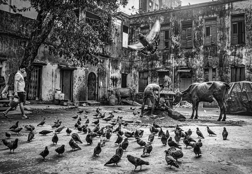 A house yard in Kolkata