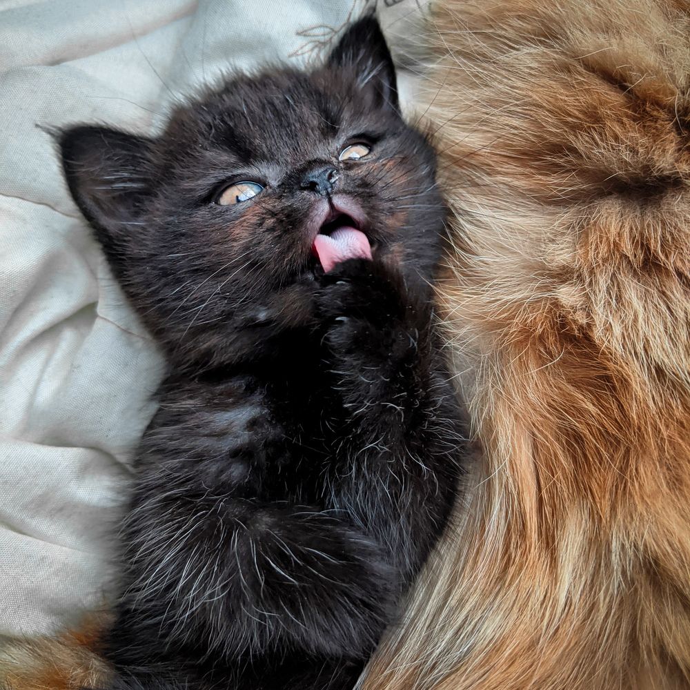 Фотография автора Ксения Шляйхер