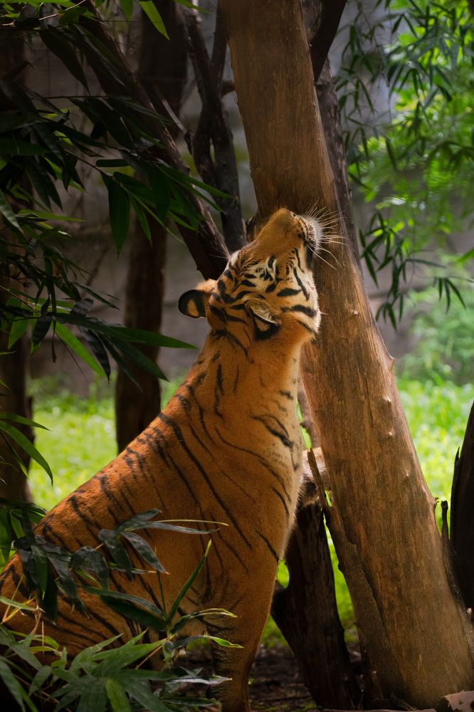 Photograph by Kshrugal Shelke