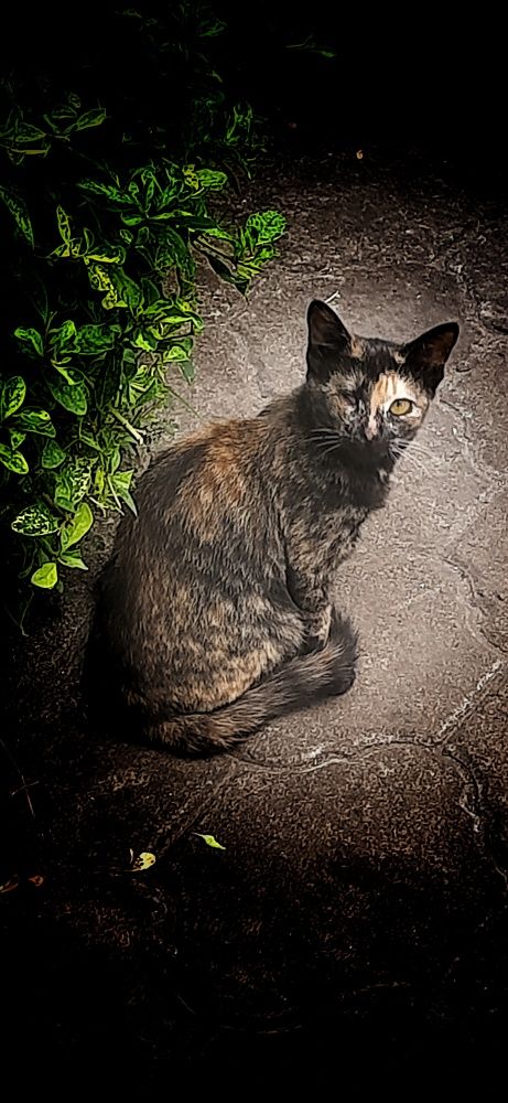 Photograph by Praveen kumar Sampath