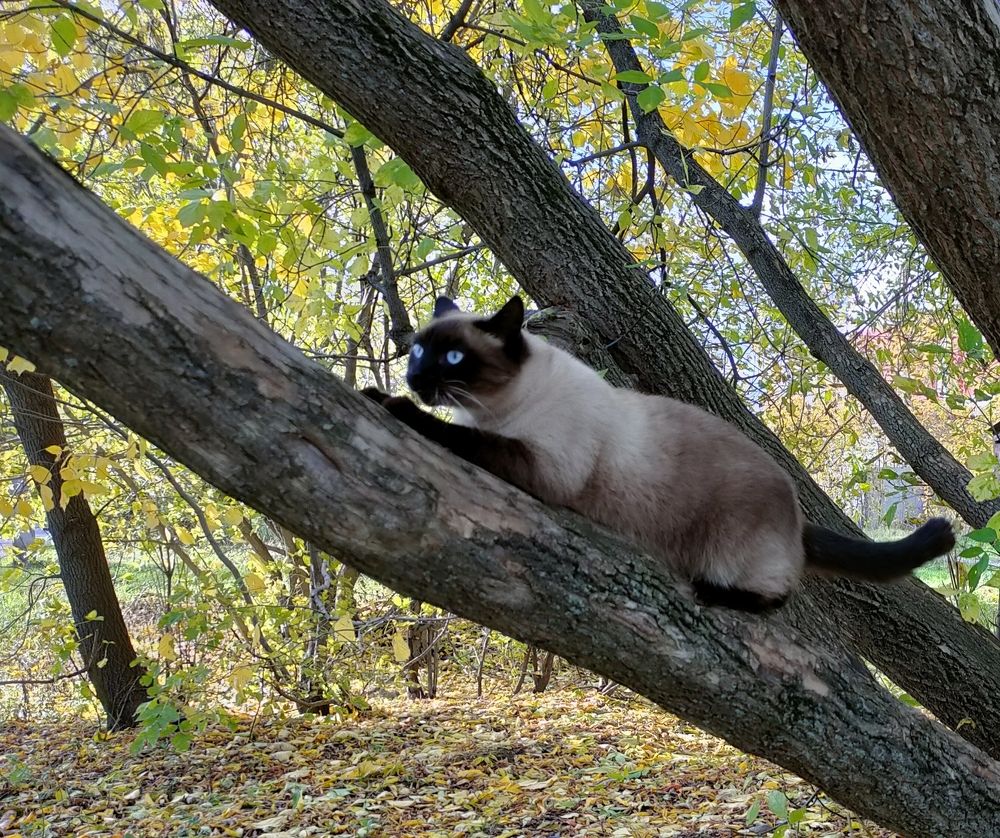 Фотография автора Светлана Смирнова