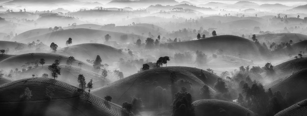 Mysterious landscape of the tea hill