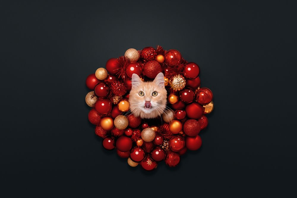 Фотография автора Мазурева Анастасия