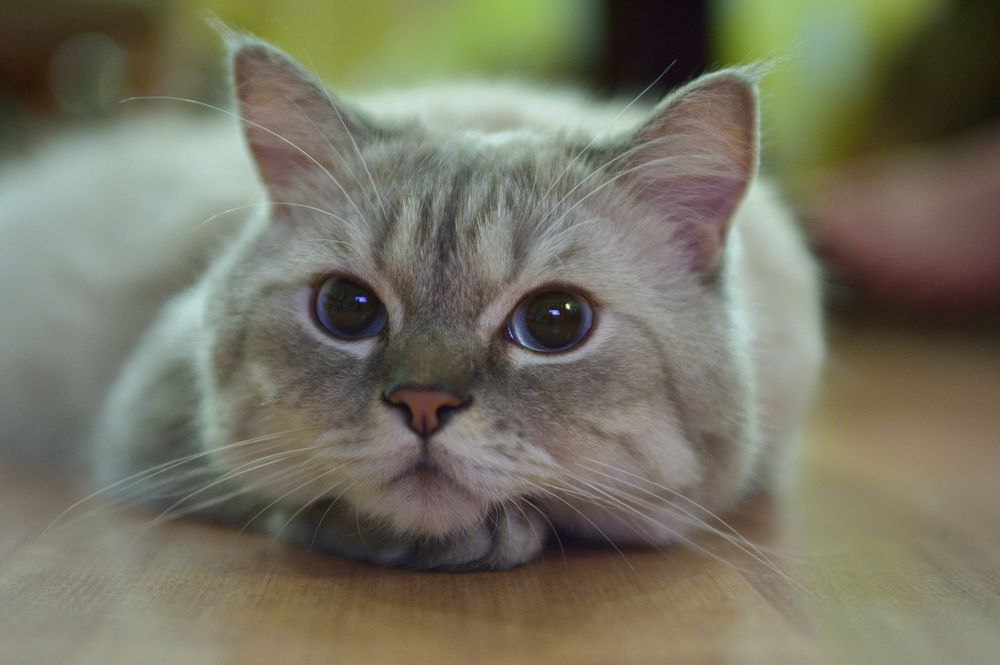 Photograph by Владимир Рандин