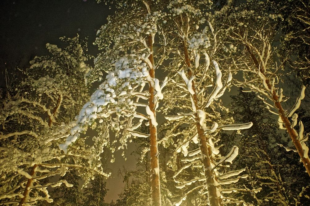 Что за зима  без снега ?!