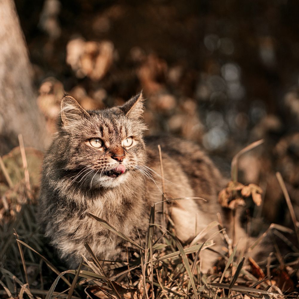 Фотография автора Сергей Суриков