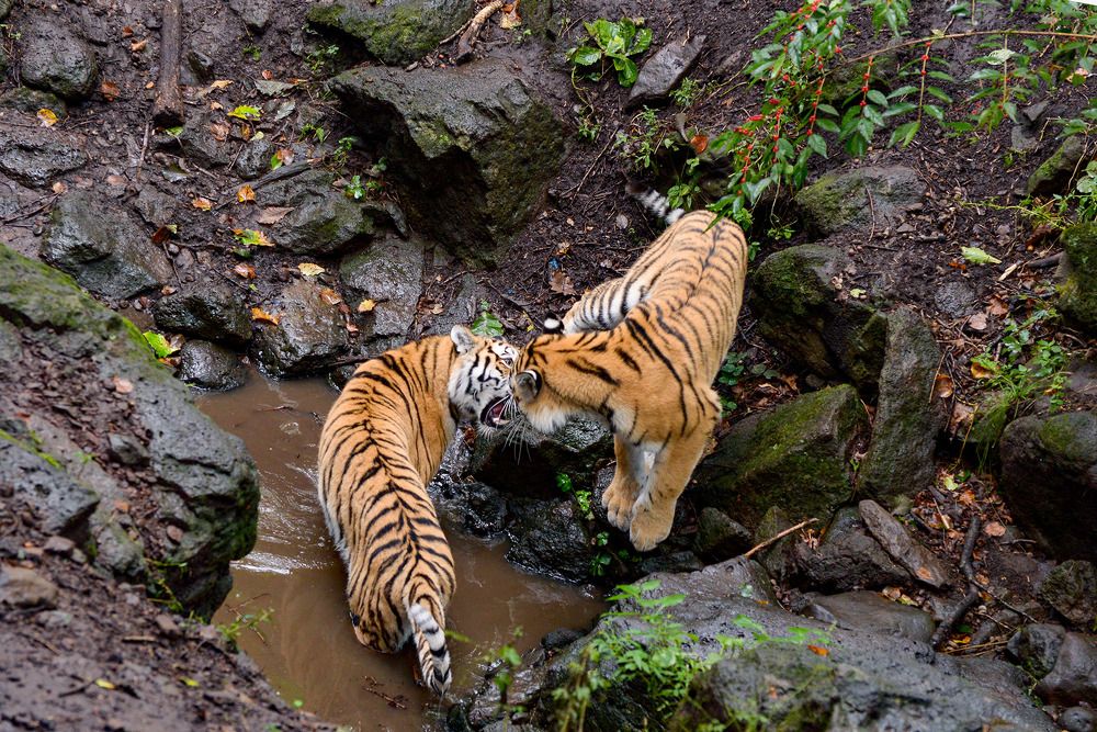 Photograph by Эдуард Шадров