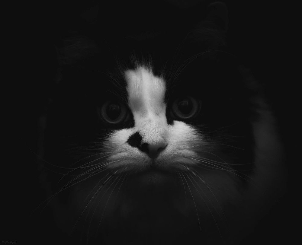 Photograph by Александр Гончаренко