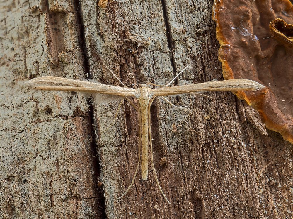 Photograph by Francesco Cassulo