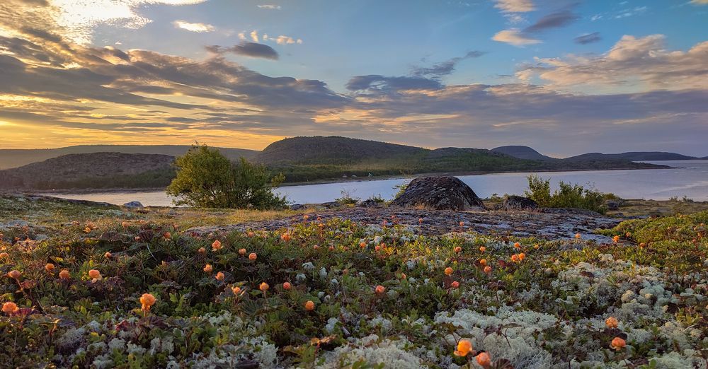 Морошковые поля Белого моря