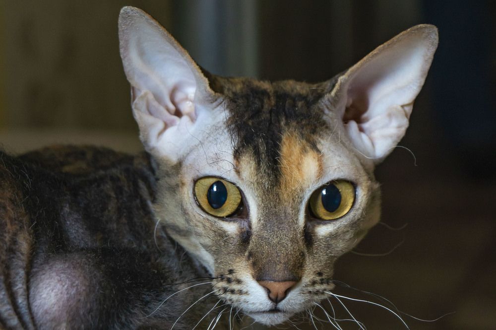 Photograph by Марина Максимюк