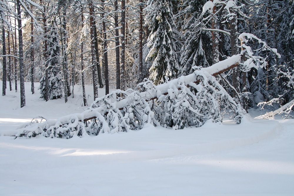 Photograph by Юрий Чистяков