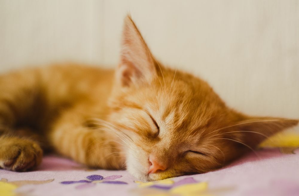 Photograph by Ольга Крамер