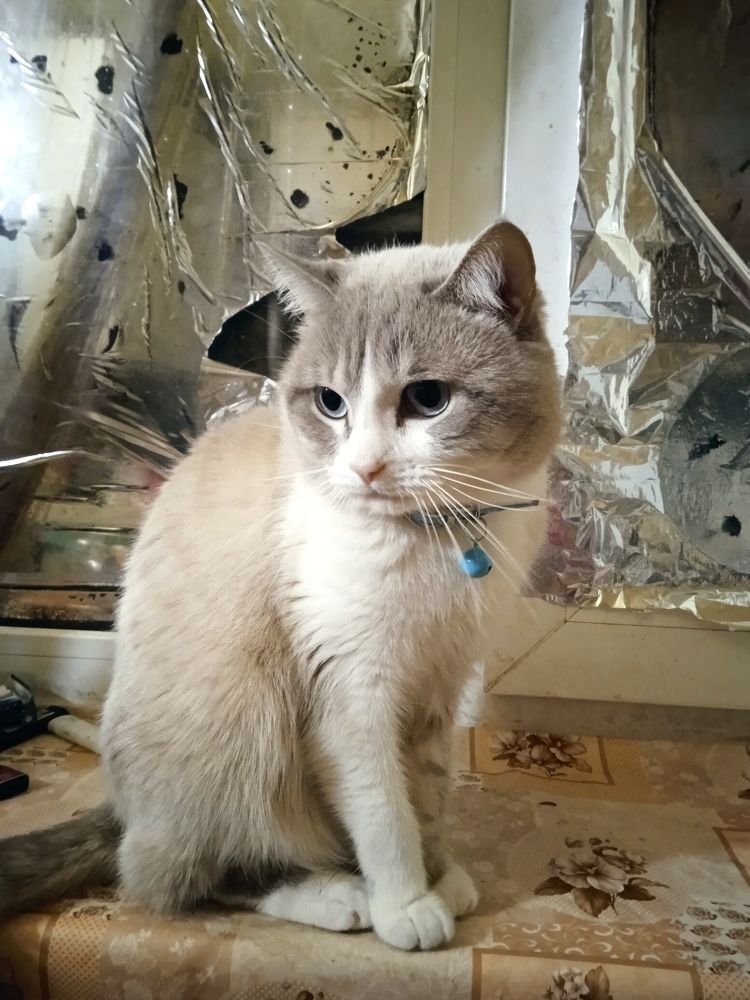 Photograph by Анна Напримерова