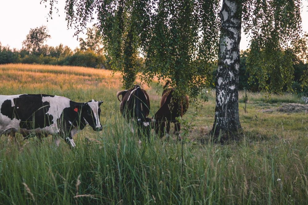 Закат в деревне