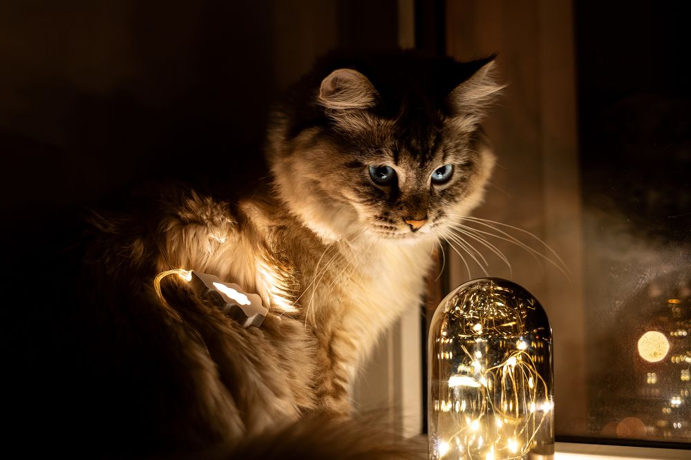 Photograph by Vladimir Diresta