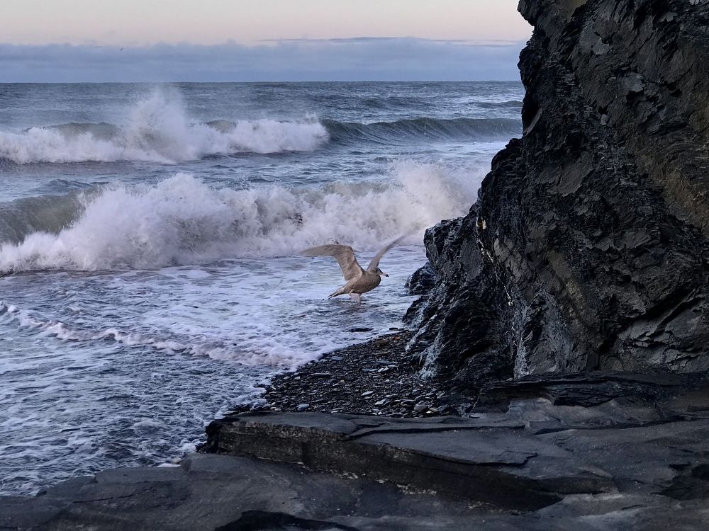 Море и чайка