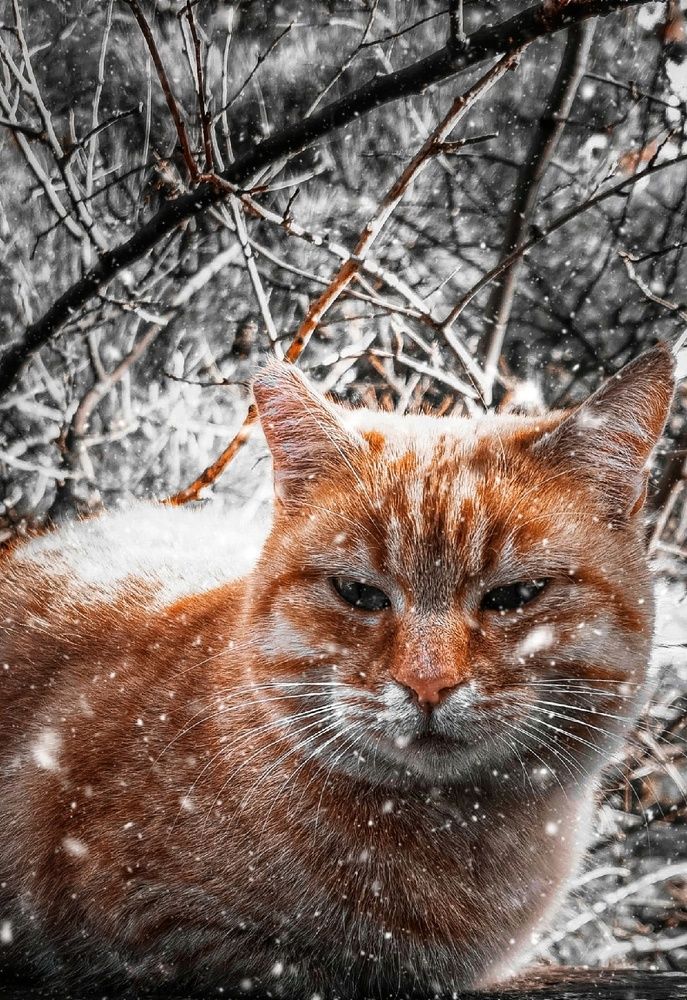 Photograph by Мария Цепилова