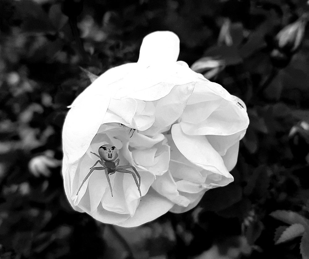 Фотография автора Ирина Лукьянчик