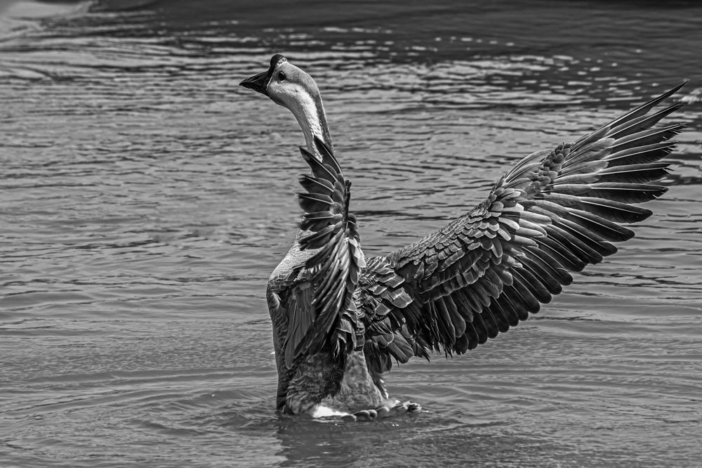 Фотография автора NeCoTi ChonTin