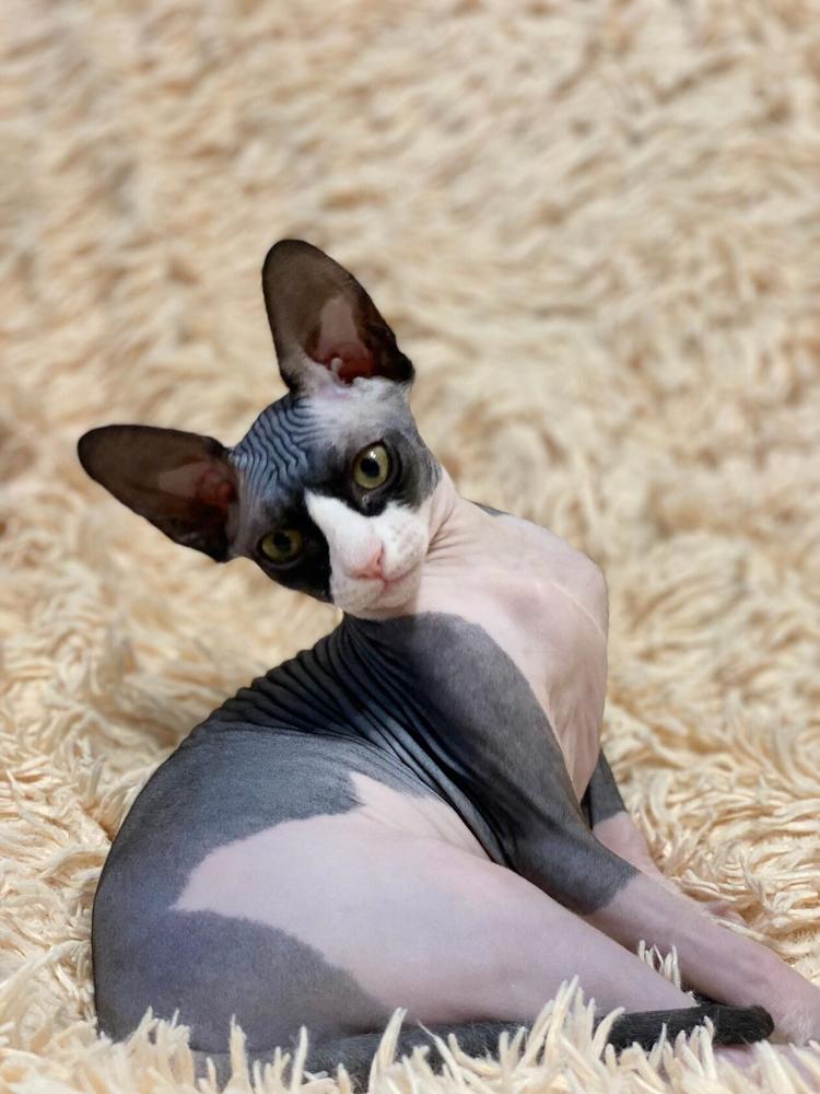 Фотография автора Алексей Новиков